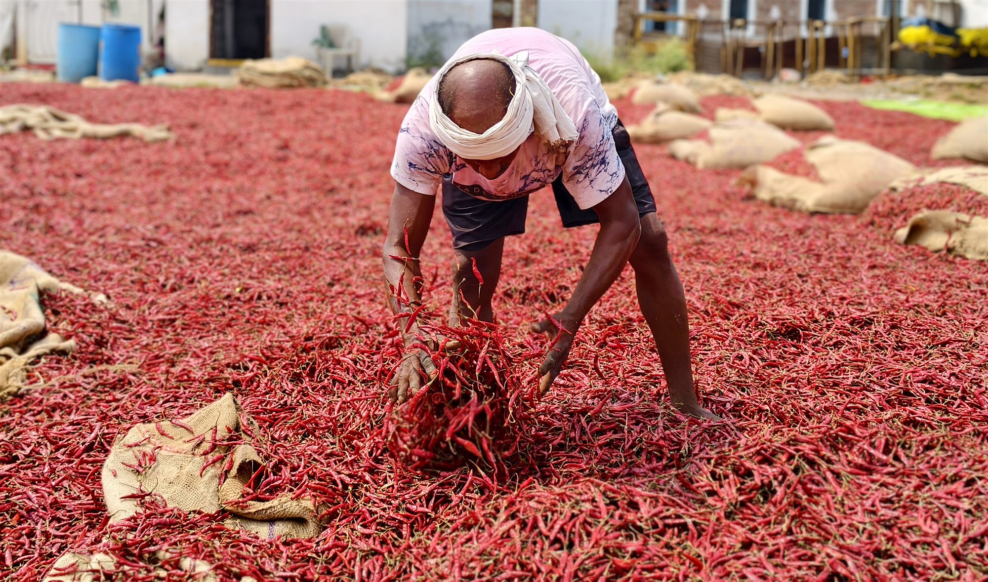 Guntur Teja Sanam chilli sorting